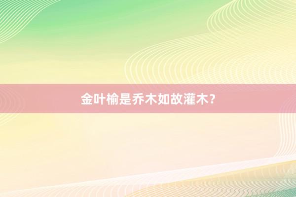 金叶榆是乔木如故灌木？